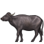 :water_buffalo: