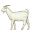 :goat:
