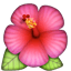 :hibiscus: