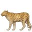 :leopard: