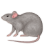 :rat: